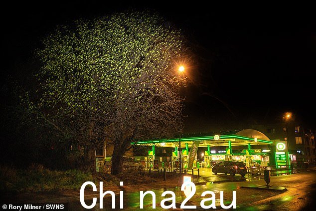长尾小鹦鹉聚集在 Mitcham Common 旁边的两棵栗树上,使光秃秃的树看起来好像有生机勃勃的绿叶