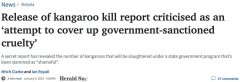 骂的很惨！维州政府秘密宣布屠杀24万只袋鼠，遭各界强烈批评（图）