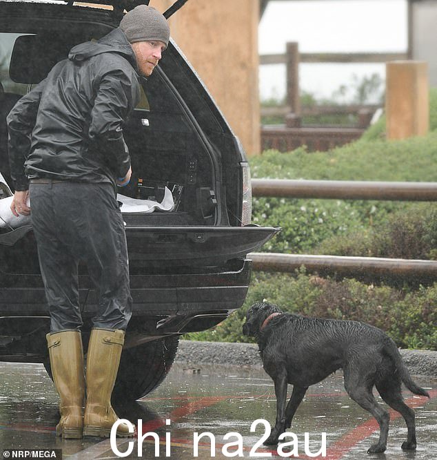 哈利本周在加利福尼亚海滩的暴雨中独自遛狗