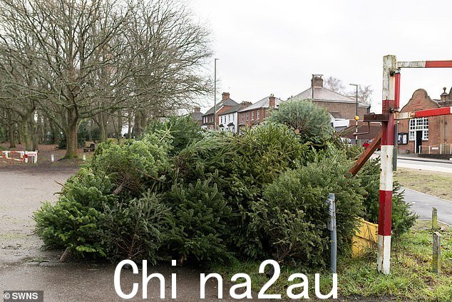 SURREY:Ash 留下圣诞树进行回收