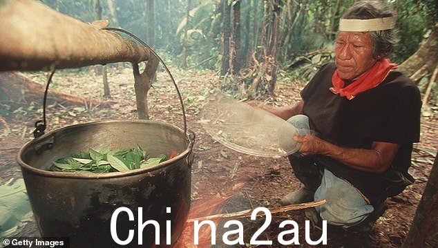 一项调查获悉,凯悦小姐的家人认为她在撤退期间服用了 A 级药物死藤水。图为:厄瓜多尔的一名萨满将叶子煮沸,因为它们在死藤水中使用的精神活性物质