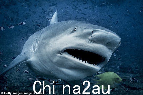 Carcharhinus Leucas - 通常称为公牛鲨