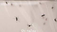 新南威尔士州卫生部发出警告，因为在最近的洪水后在蚊子中检测到墨累河谷脑炎