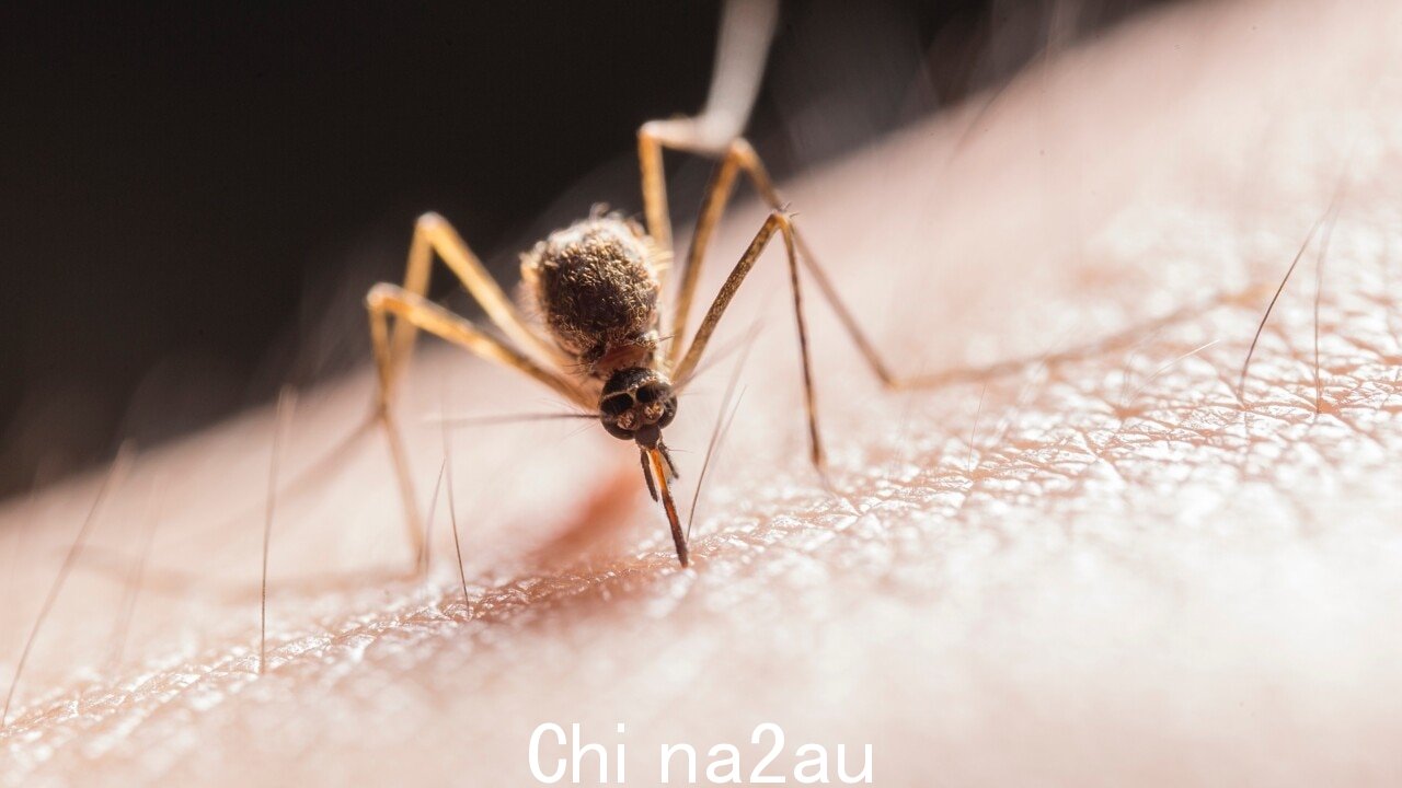 '小百分比的人将感染日本脑炎” /><p>“避免蚊虫叮咬还可以预防其他由蚊子传播的感染,包括日本脑炎、罗斯河热和巴马森林病毒。”</p><p>最后一次本地- 2011 年在新南威尔士州发现了第一例获得性 MVE 病例。</p><p>在该州北部的蚊子中发现 MVE 后,维多利亚州卫生部周三也发布了健康警报。 </p><p>维多利亚州 10 年来首次检测到该病毒,但最后一例人类感染 MVE 的病例报告是在 1974 年。</p><img class=