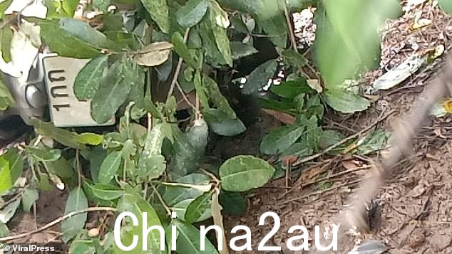 Rouse 的轻便摩托车的残骸在坠机后的树叶中被描绘