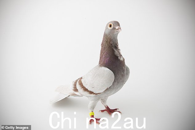 鸽子之死:这位 57 岁的电影制作人因 2018 年在罗马拍摄 6 Underground 时发生的一起事件而面临指控,据报道,一只鸽子被手推车杀死,据 The Wrap