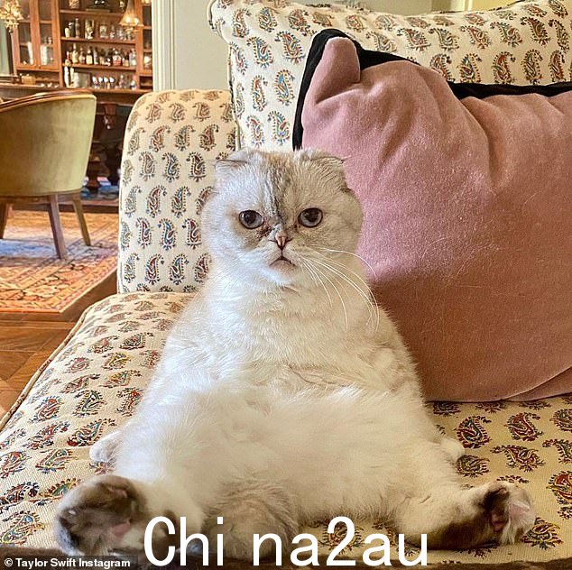 图为:Taylor Swift 的猫 Olivia Benson - 她还有另外两只猫,分别是 Meredith Gray 和 Benjamin Button