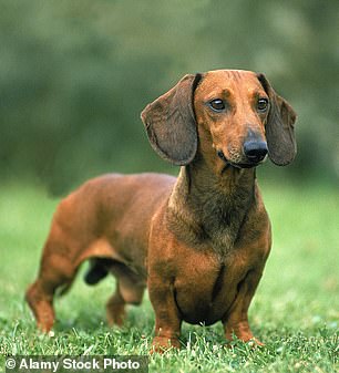 其中有一对腊肠犬,(如文件照片所示)一只可卡犬(在封锁期间全国最受欢迎的品种)一只牧羊犬和 Shiva