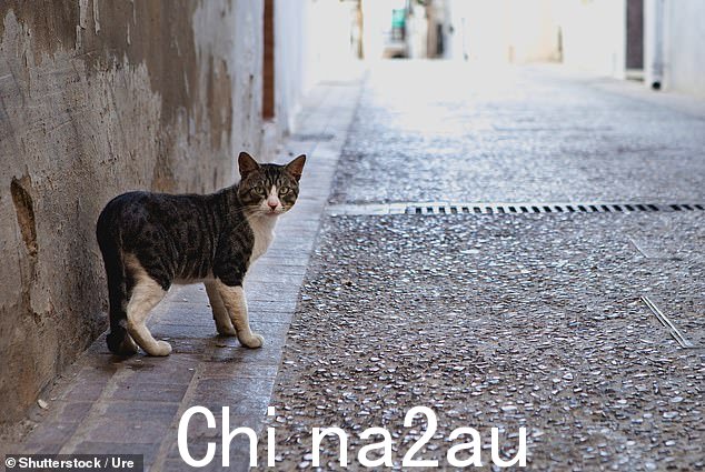 猫主人被警告要注意他们的宠物,不要让他们在街上游荡,一个委员会采取了严厉的行动对他们实施安乐死(库存图片)