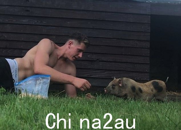 杨先生特别喜欢猪,有时会亲手喂猪小猪,直到它们长大到可以自己照顾自己为止