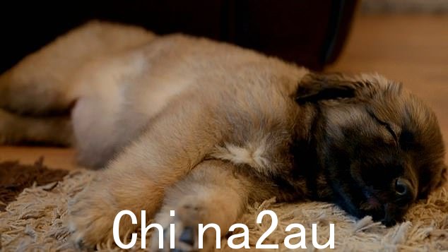 Leonberger 是该系列中的一只小狗,但现在被认为重约 11 英石
