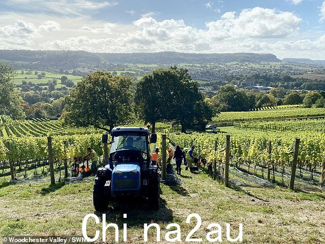 Woodchester Valley 是一家由业主 Fiona Shiner、她的丈夫和女儿 Chloe。在 Stonehouse 科茨沃尔德边缘朝南的陡峭石灰岩斜坡上种植长相思葡萄藤时,这家人迈出了未知的一步。