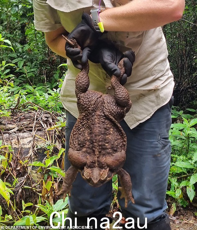 上周，环境与科学部的护林员在昆士兰发现了一只名为 Toadzilla 的巨型甘蔗蟾蜍（如图）