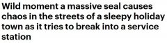 惊心动魄的巨海豹闯入澳大利亚街头的加油站。网友：路途遥远，大门紧闭