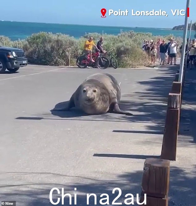 周五下午，一只巨大的象海豹（如图）在维多利亚州的度假小镇 Point Lonsdale 周围游荡，数百人蜂拥而至一睹风采