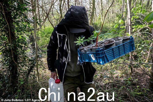 在一年的时间里,二人组种植了多达九种大麻种子,随着它们的生长从小盆中转移它们,直到它们最终成熟将被移入地面