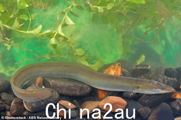 欧洲鳗或安圭拉安圭拉(如图)通常长 2.0 到 2.6 英尺(60 到 80 厘米)长,但也有例外