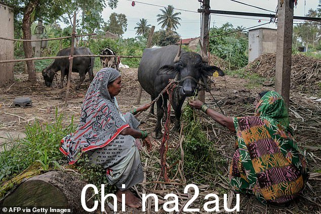 卡纳塔克邦 Belgaum 区 Jalalpur 村的前身'devadasis',她们的家人献身于印度教女神 Yellamma Devi,在家中喂养一头家养水牛