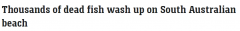 澳洲热门海滩发现大量死鱼，原因尚不清楚(图)