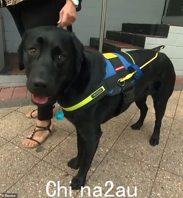 Osborne 女士的视力“非常低”,她依靠她的导盲犬汉密尔顿(如图)来帮助她度过日常生活.她将汉密尔顿描述为一只“平静而安静”的狗