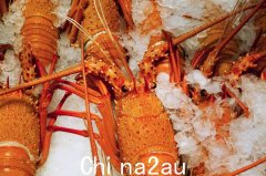 北京解除对澳大利亚煤龙虾的禁令以换取加入CPTPP？ （图片）