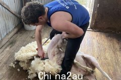 剪羊毛成为澳洲人想做的工作之一（图）
