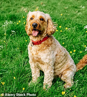 File photo of a cockapoo