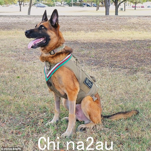 他补充说:'Bass 是一只不可思议的狗,我希望他的故事有助于证明动物对我们的武装部队有多么重要,以及它们发挥的关键作用,有时甚至是挽救生命的作用play'