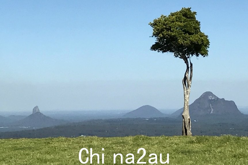 Glass House Mountains 前的一棵树的照片显示它断掉的树枝和中空扭曲的树干。