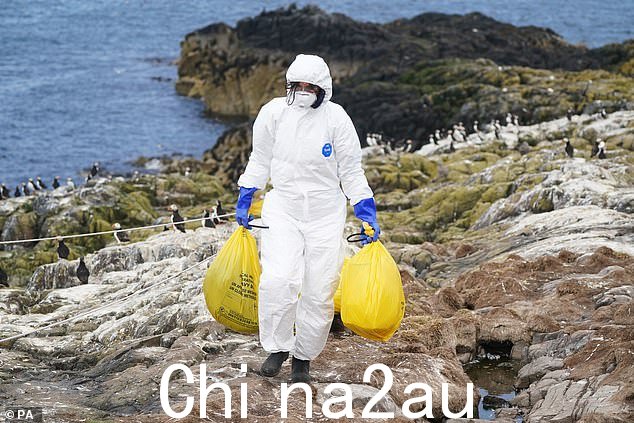 动植物卫生署 (Apha) 在英国的九只狐狸和水獭身上发现了禽流感,据信它们以感染病毒的死鸟为食(库存图片)