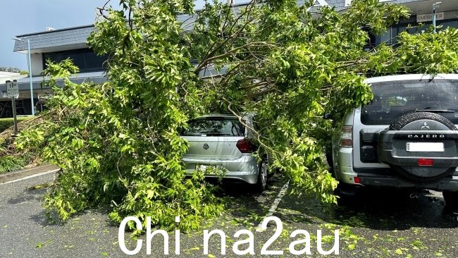树木也倒在停放的汽车上。图片：麦夸里黑斯廷斯港委员会/Facebook