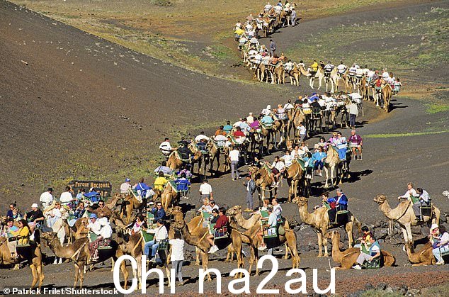 一群游客在加那利群岛度假胜地蒂曼法亚国家公园骑骆驼