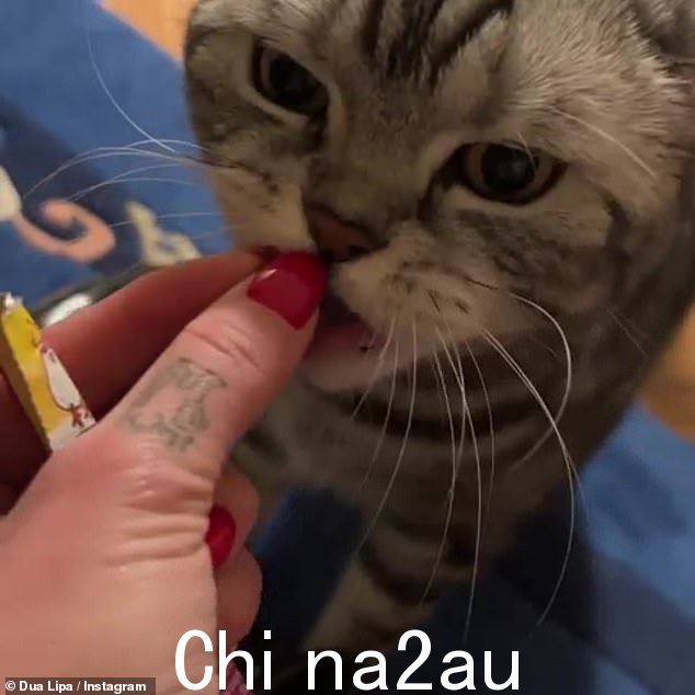 Feline feeding: 这位流行歌星在短视频中似乎在喂一只小猫
