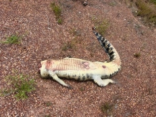 周日，在 Gunn Point Rd 发现一只鳄鱼被斩首。图片：提供