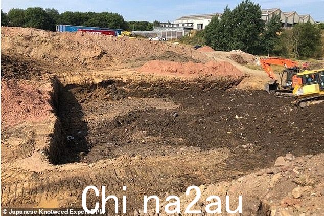 日本虎杖爆发严重的公司被迫将数百吨受侵染的土壤深埋在其位于斯塔福德郡朗顿的土地下