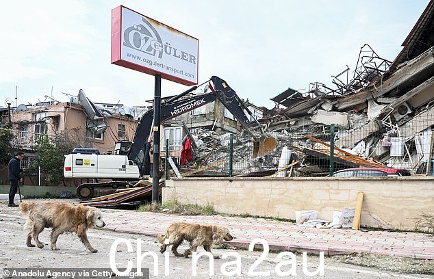 三场大地震在土耳其东南部造成破坏后,在倒塌的建筑物附近看到流浪宠物