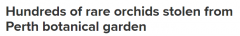 澳洲植物园数百株稀有兰花被盗，盗贼面临50万澳元罚款（图）