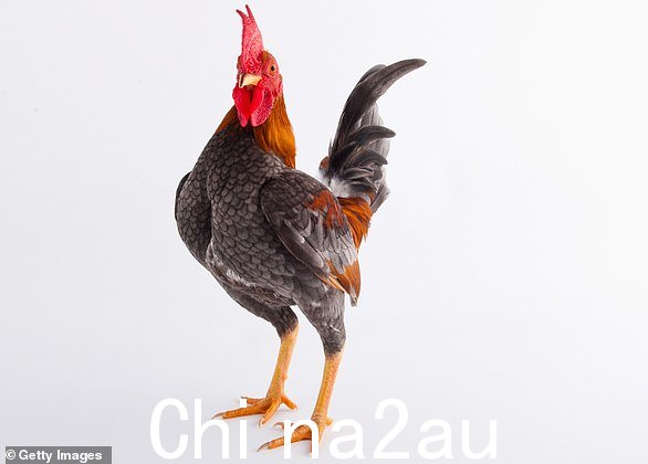 袋鼠斯特尔性欲很强,非常热情,随时准备出发。您对随时随地进行即时、热情的性爱的想法感到兴奋