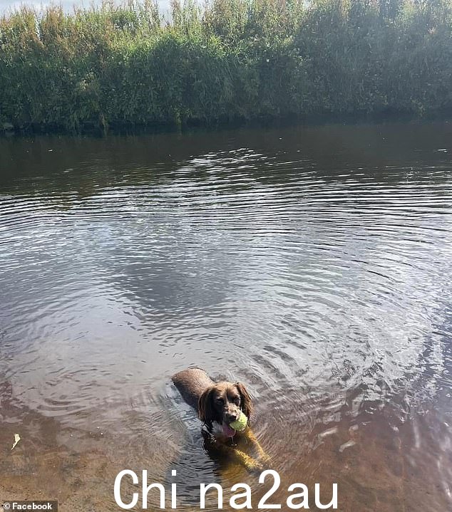 Willow,Nicola Bulley 的史宾格犬,嘴里叼着网球,看着镜头在水中