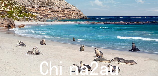 加入护林员的带领下在海豹湾的海滩漫步,近距离接触稀有的澳大利亚海狮群