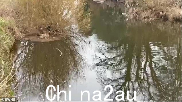 一段显示水面上几乎不动的圆木的片段,显示 Nicola 的尸体很可能会“很快”沉没并留在附近,法医潜水专家Mr Faulding claims
