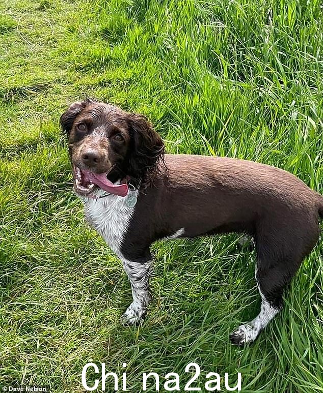 Willow,Nicola Bulley 的小猎犬,她在 St Michael's-on-Wyr 消失时和她在一起e