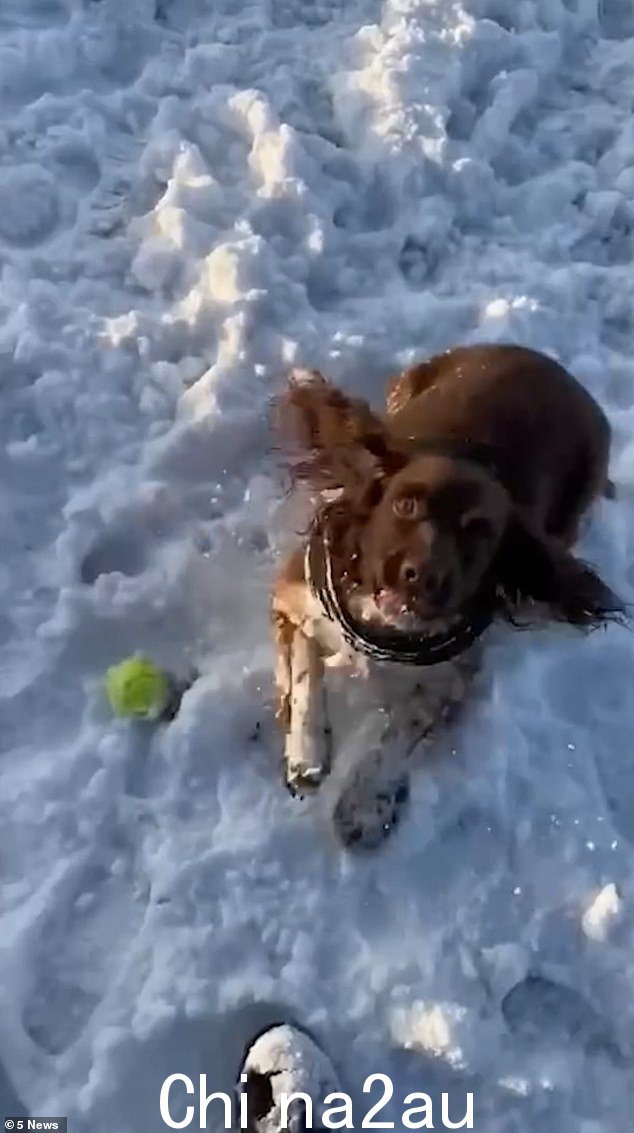 Nicola 和她的家人在雪地里的镜头中还有她的 Springer Spaniel Willow(如图),她那天和她在一起她消失了
