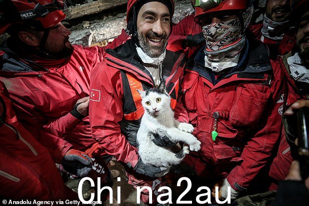 救援人员设法从废墟中救出动物和整个家庭
