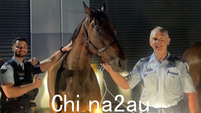 新南威尔士州警方安全地将三匹马归还给它们的主人。图片：新南威尔士州警方，推特。