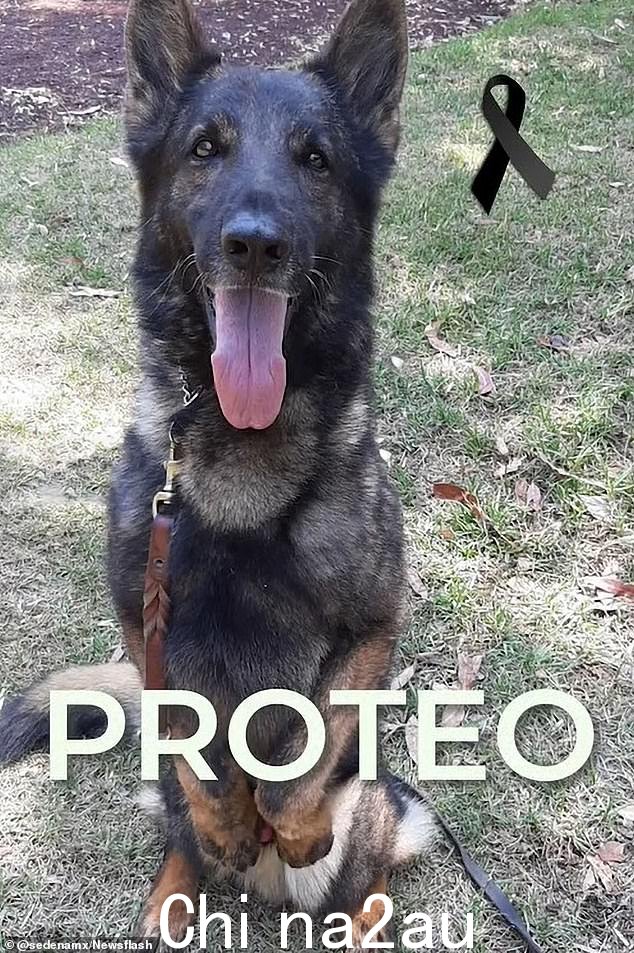 据当地媒体报道,这只来自墨西哥的名叫 Proteo 的勇敢的狗在前往土耳其并参与救援工作后在废墟中搜寻幸存者时死亡