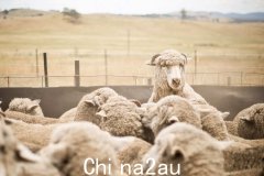 骑在羊背上的国家：澳洲绵羊数量将创15年新高（图）