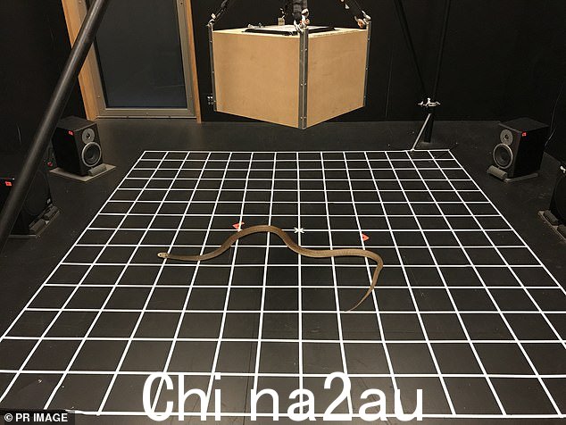 澳大利亚研究人员一劳永逸地掩盖了一个经久不衰的神话,表明蛇并不是聋子,甚至可以听到空气中的声音。图为正在测试听力的蛇