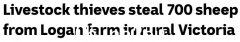 墨尔本西北部农场700只价值13.9万澳元的美利奴绵羊被盗！羊可能已经从维州运出……（图）