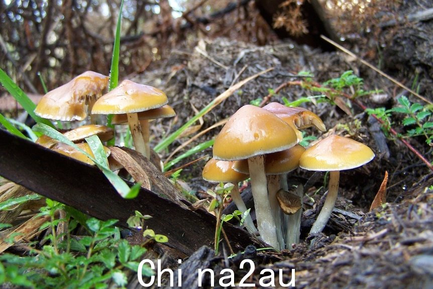 一簇金顶蘑菇。